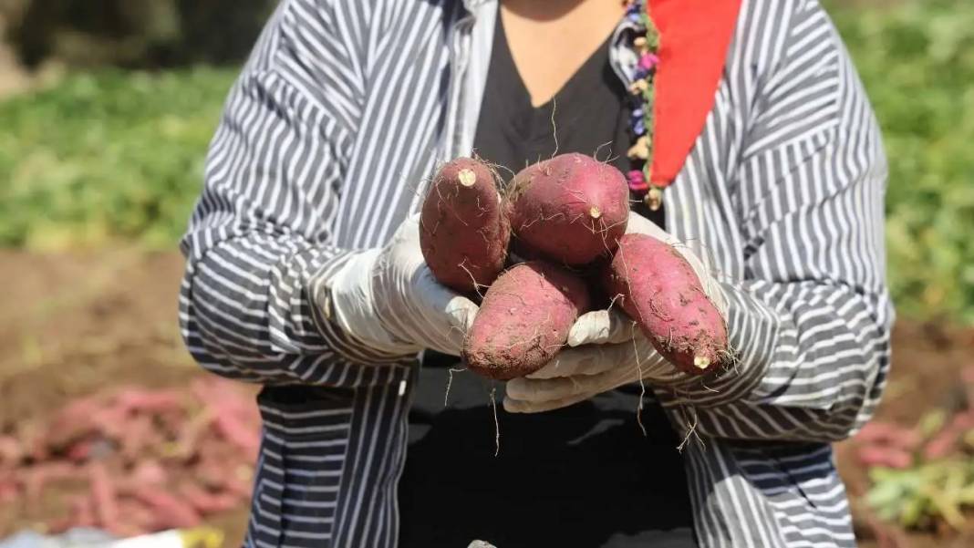 Hatay’da Tatlı Patatesin Şifa Dolu Yolculuğu Başladı! 6